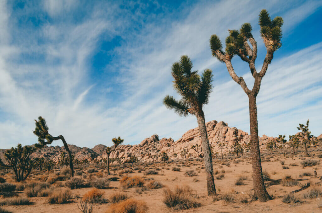 Joshua Tree is one of the best West Coast National Parks famous for stunning Joshua Trees.