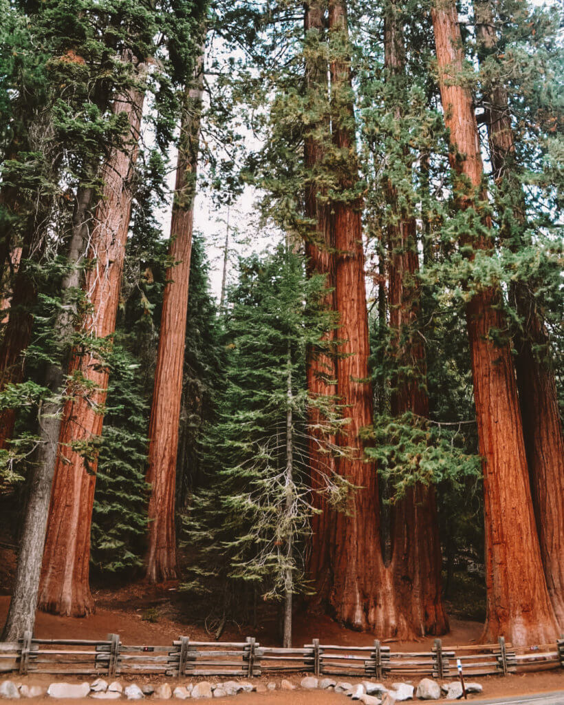 Sequoia National Park is one of the Best West Coast National Parks that is about 6 hours away from Las Vegas .