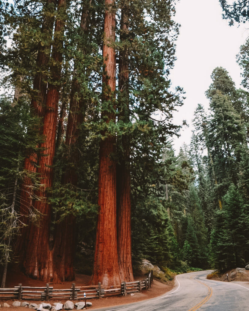 Sequoia National Park is one of the most popular California National Parks located in the Sierra Nevada. 