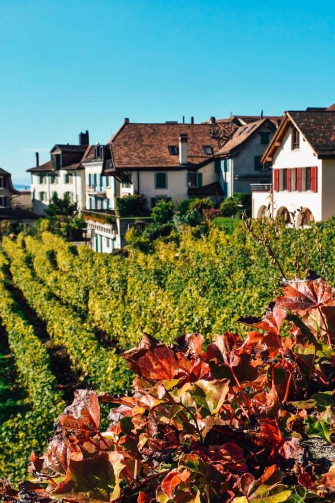 Lavaux wine terraces