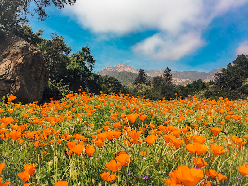 The botanical garden is one of the best places to visit in Santa Barbara.