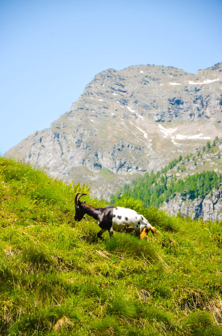 Sonogno is a popular destination in Ticino for hiking and mountain biking. 