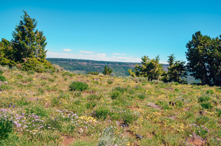 Grand Mesa in Colorado is the largest flat-topped mesa in the world and can be visited on a quick day trip from Grand Junction. 