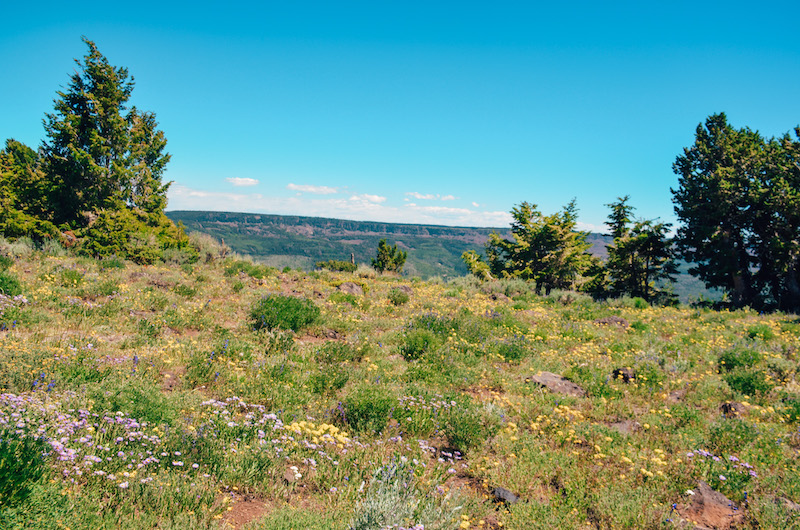 Grand Mesa in Colorado is the largest flat-topped mesa in the world.