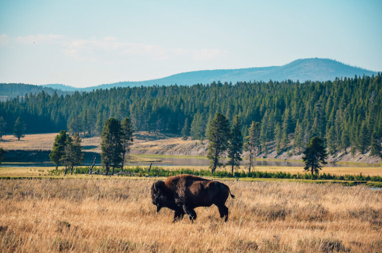 Hayden Valley is one of the best places to see Bison in Yellowstone