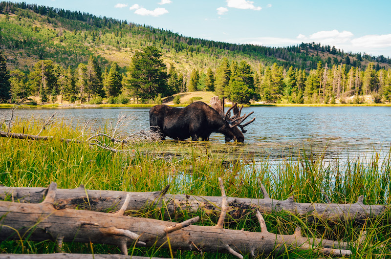 Rocky Mountain National Park is one of the best day trips from Denver that you can visit by renting a car