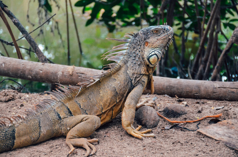 Visiting Iguana Eco Center is one of the best free things to do on Ambergris Caye, Belize