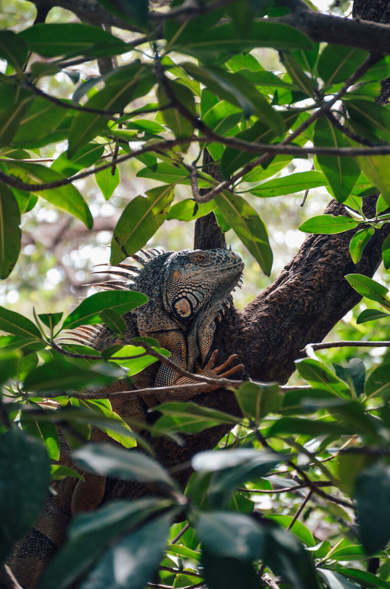 Feeding iguanas is one of the best things to do on Ambergris Caye, Belize