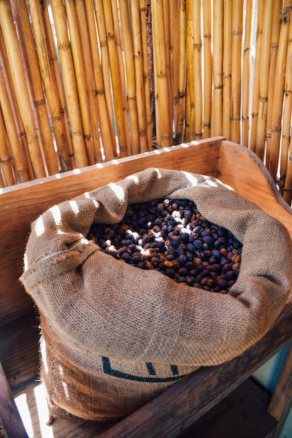 Lake Atitlan, Guatemala produces some of the best coffee in Central America.