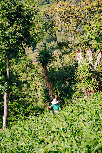 Learn about Guatemala coffee during your trip to Lake Atitlan