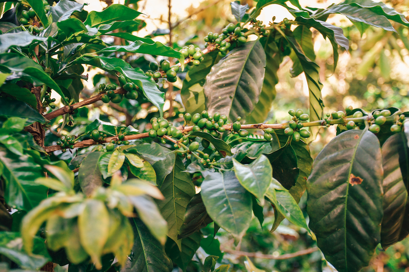 Learning about local coffee plantations is one of the best tours on Lake Atitlan. 
