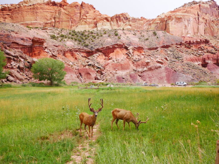 Capitol Reef National Park is one of the least visited national parks near Las Vegas that requires a few day trip from Sin City. 