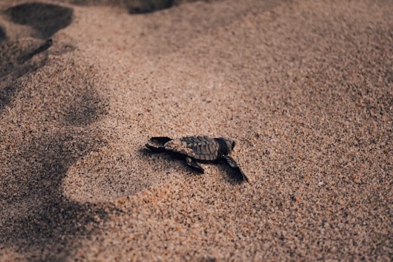 Resealing baby turtles in Puerto Escondido is one of the best things to do in Mexico