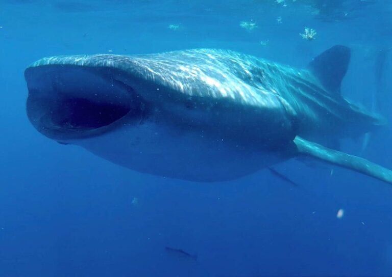 Swimming with whale sharks is one of the best things to do in Mexico