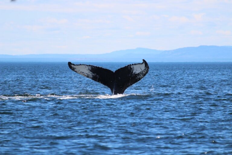 Whale watching tour is one of the best things to do in Mexico