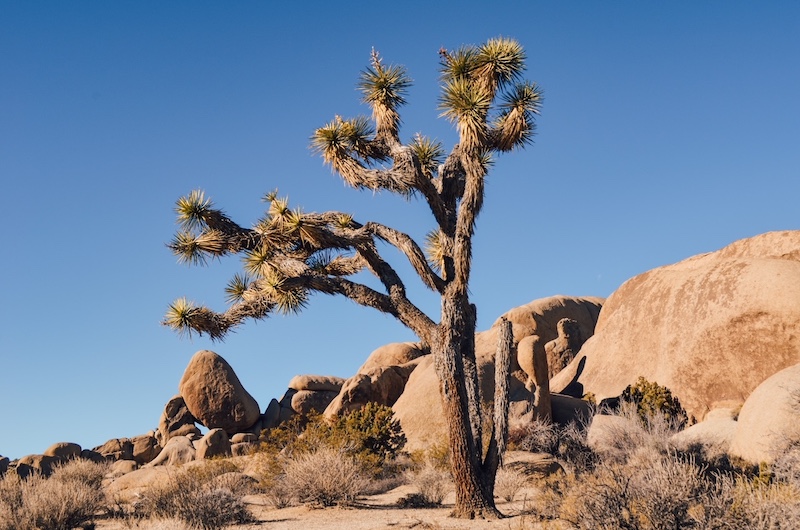 Joshua Tree is one of the best national parks in California