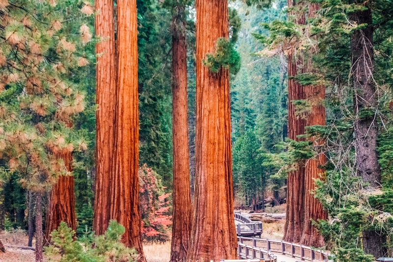 Best national parks in California 
