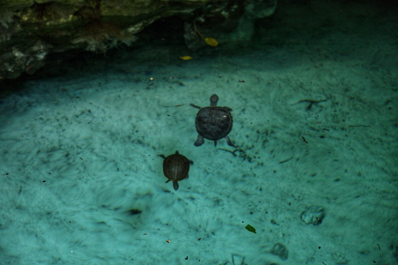 Gran Cenote is one of the best snorkeling cenotes near Tulum. 