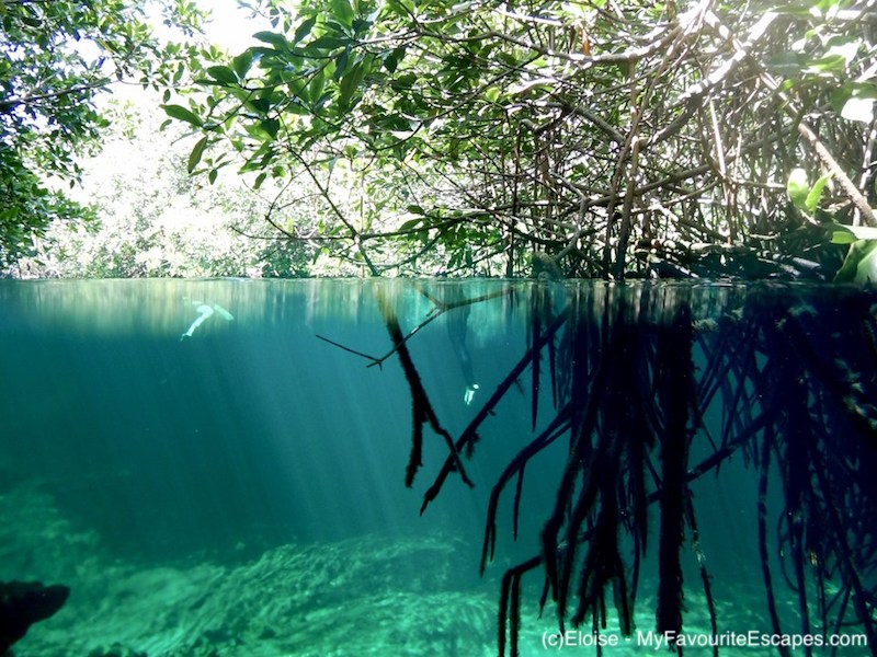 Cenote Casa is one of the most beautiful Tulum cenotes 