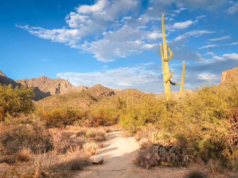 Sabino Canyon Recreation Area is located about 2 hours southeast of Phoenix and offers many gorgeous hiking trails.  