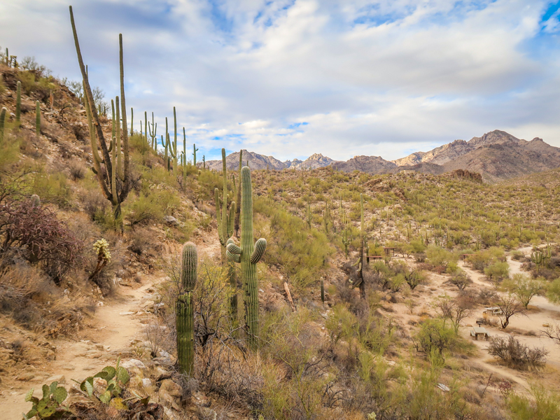Sabino Canyon is one of the most underrated hiking areas near Phoenix, Arizona 