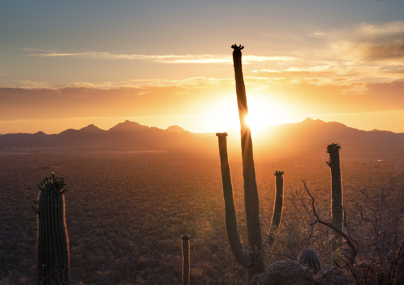 Located in the Sonora desert, Saguaro is one of the best national parks in the west.