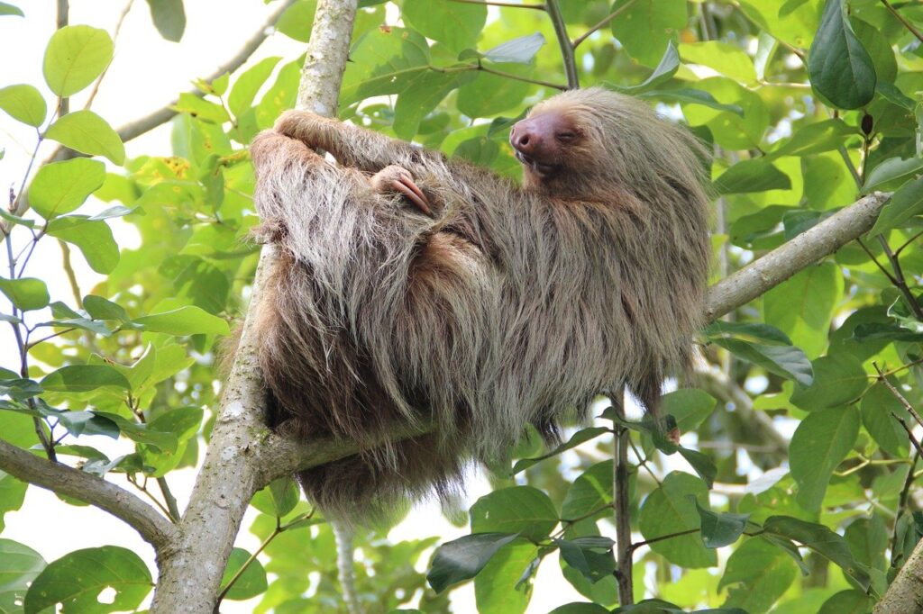 Sloth watching is one of the most fun things to do in Costa Rica that can be done with a guided tour in places like Arenal.