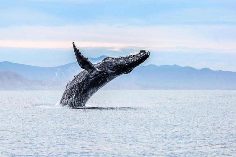 Renting a car in Cabo San Lucas