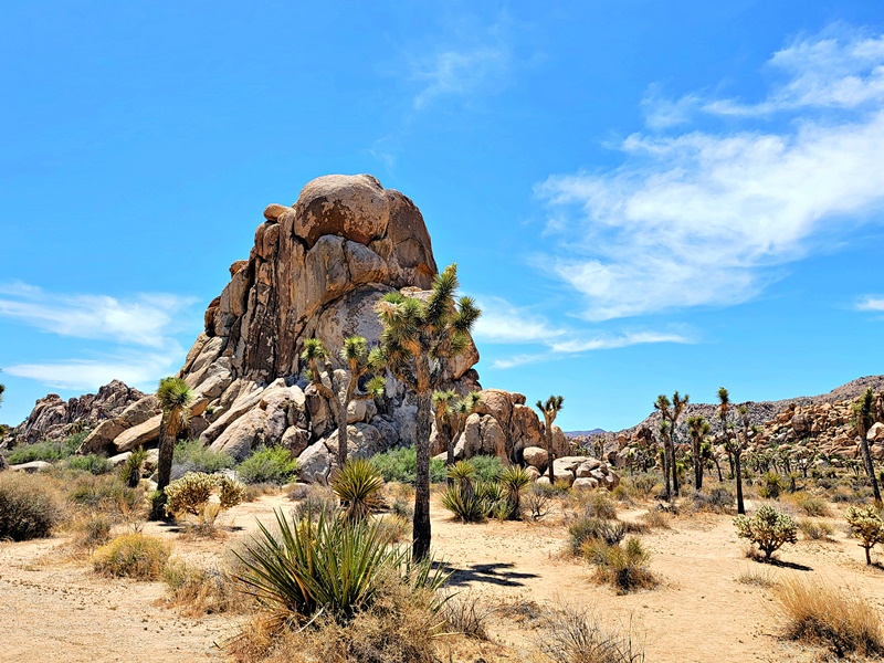 Joshua Tree National Park is one of the most popular places to visit in Southern California where you can enjoy camping, rock climbing and hiking.