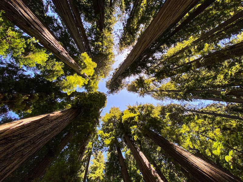 The iconic redwoods is one of the best road trips from San Francisco 