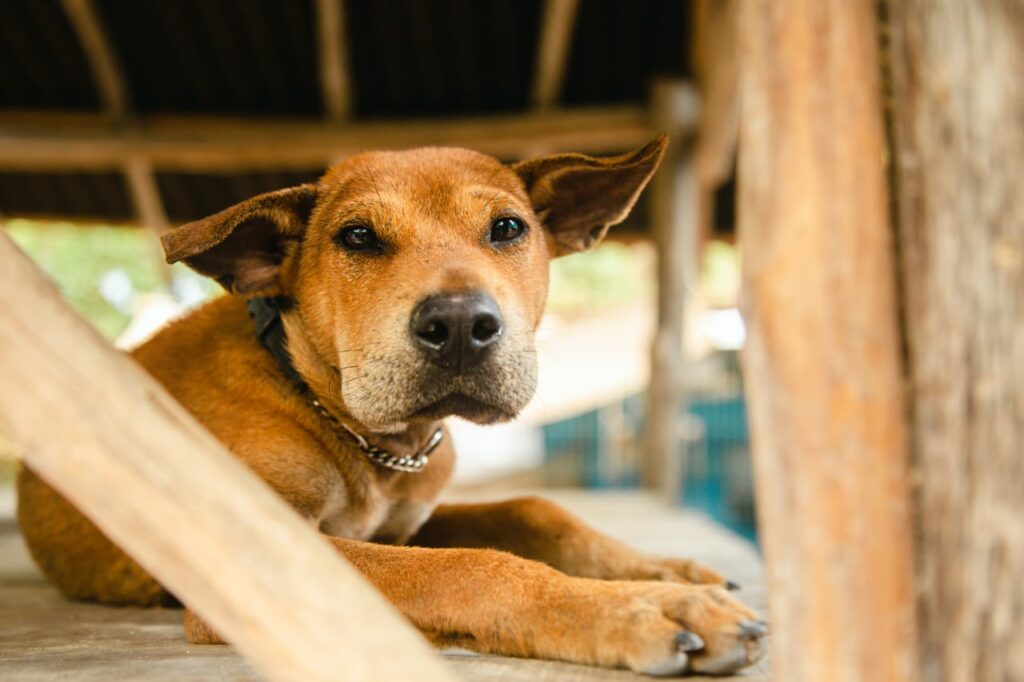 Volunteering at the local animal shelter is one of the best free things to do in Holbox 