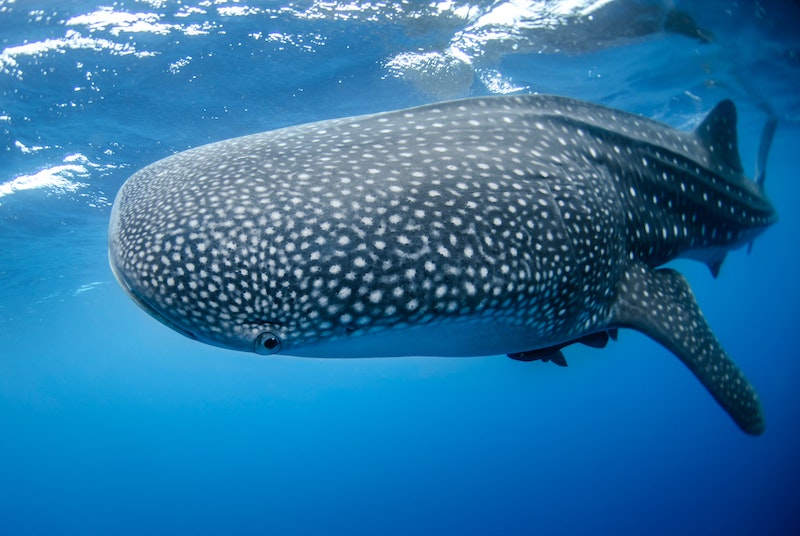 Holbox Island is one of the best places for swimming with whale sharks