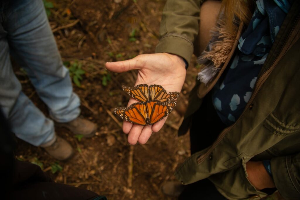 Taking Monarch Butterfly tour is one of the best things to do in Valle De Bravo. 