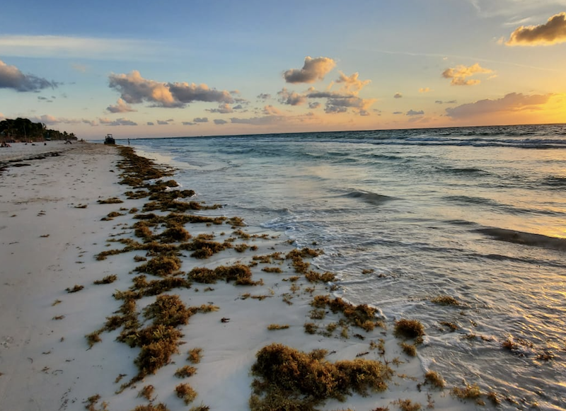 Seaweed in Tulum has become a very big problem in recent years affecting swimming conditions and spoiling beaches.