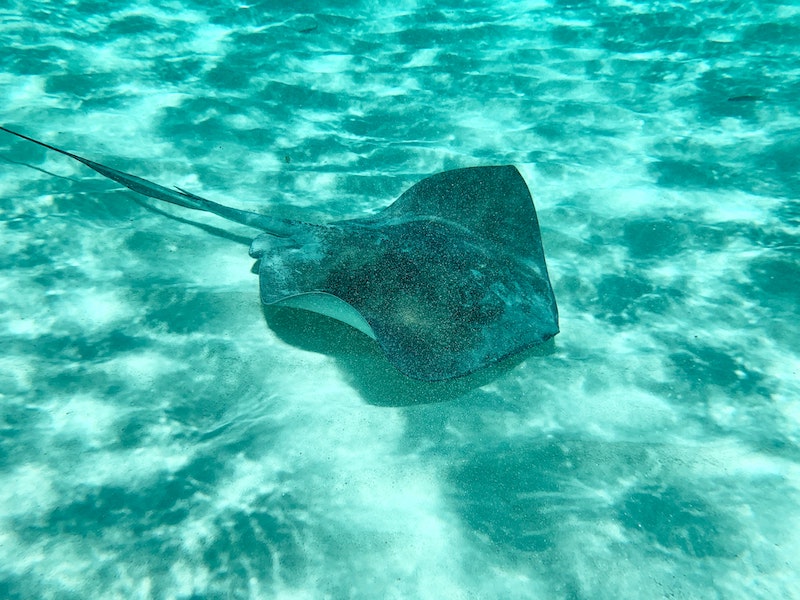 If you book one of the best snorkeling tours from Playa Del Carmen, you will have a chance to see an amazing array of biodiversity like stingrays, turtles and all sorts of tropical fish