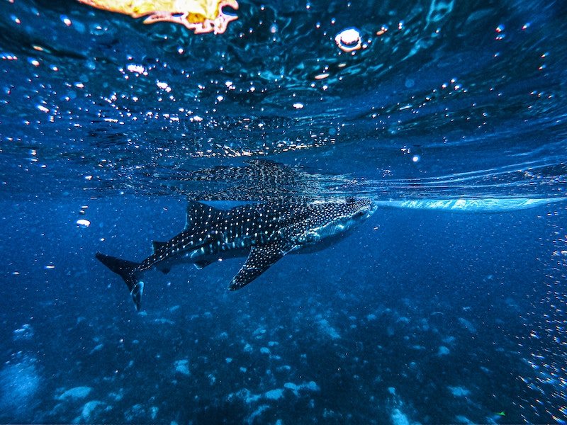 Swimming with whale sharks is one of the best experiences that a traveler can have in Mexico, and you can do it by taking a snorkeling tour from Playa Del Carmen