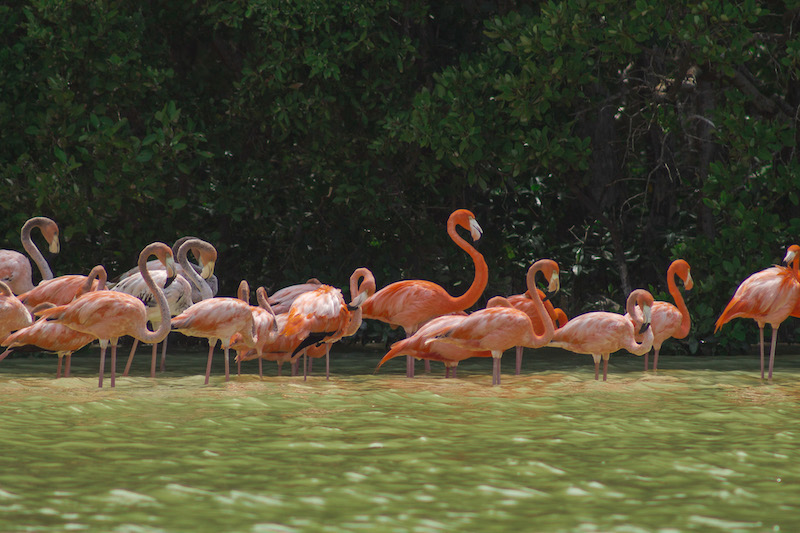 Sisal is one of the best places to visit in Yucatan where you can watch incredible pink flamingoes.