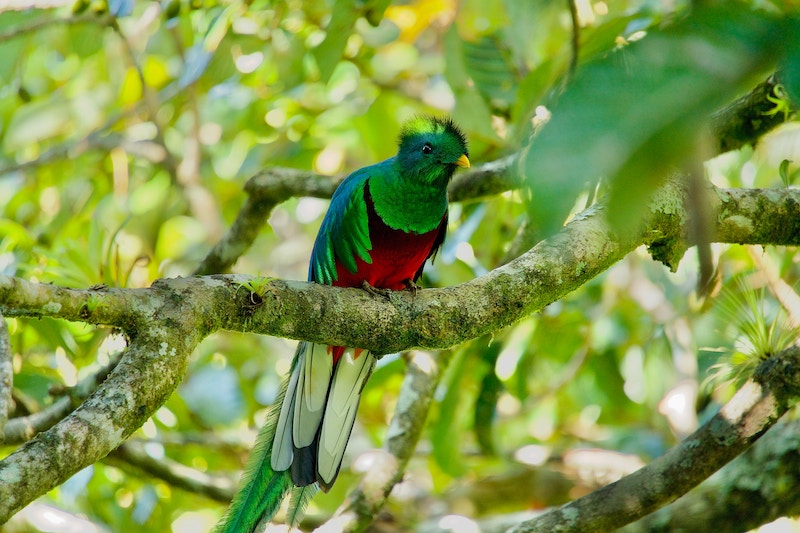 Costa Rica Cloud Forests boast an amazing array of biodiversity