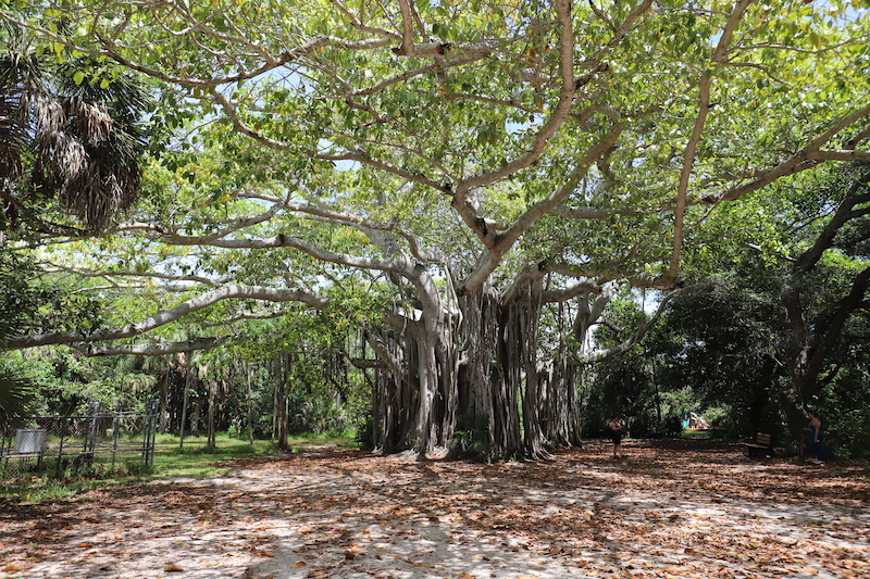 Hugh Taylor Birch State Park is famous for its banyan tree
