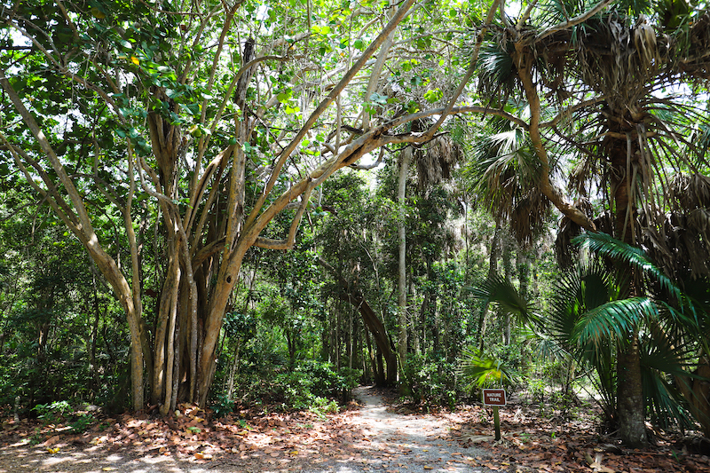 Hiking at Hugh Taylor Birch State Park in Fort Lauderdale