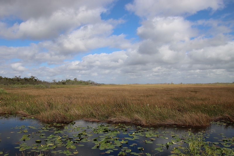 Taking a day trip to Everglades is one of the best things to do in Fort Lauderdale